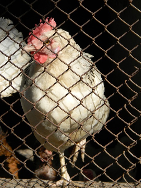 选择按兵不 选择按兵不